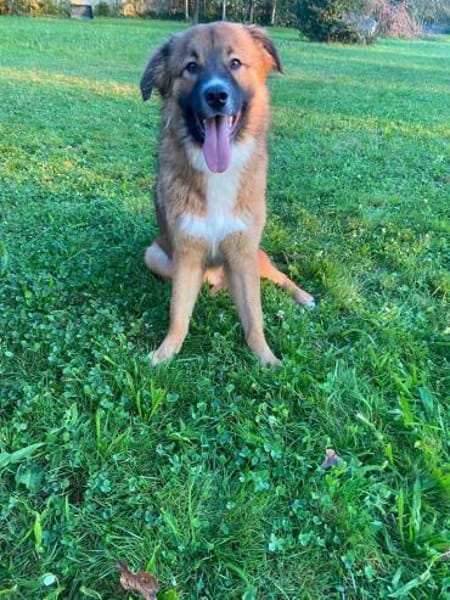 💙 Eddie sucht aktive Menschen!💙NOTFALL