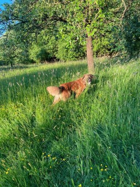 💙 Eddie sucht aktive Menschen!💙NOTFALL