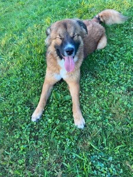 💙 Eddie sucht aktive Menschen!💙NOTFALL