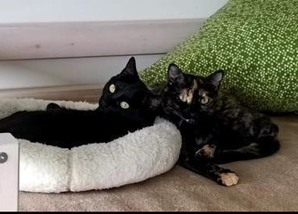 Hiba & Dalila suchen mit Freigang