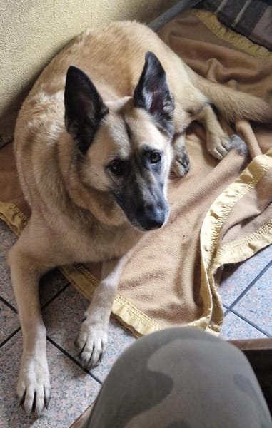 Safira - die Liebe und Treue in Person