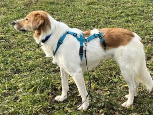 Momo- auf PS in 80636 München