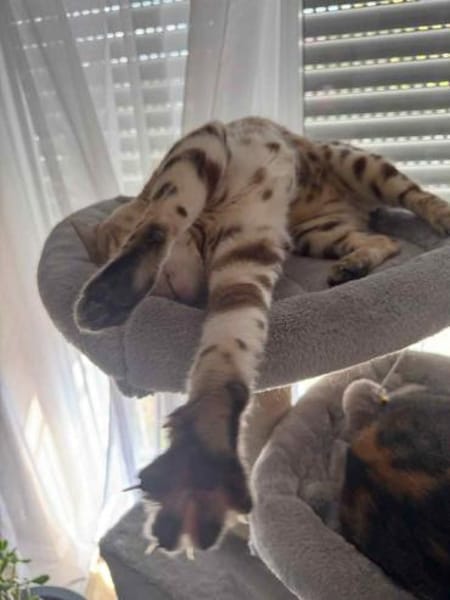 Toller Taiga sucht neues Zuhause