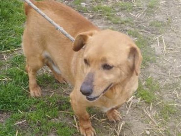 Milo sucht Körbchen für immer