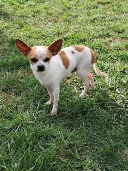 Töltö, aktiver & anhänglicher Chihuahua