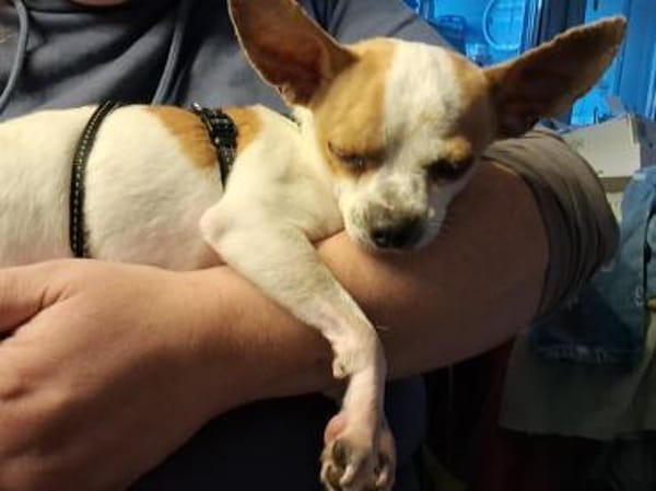 Töltö, aktiver & anhänglicher Chihuahua