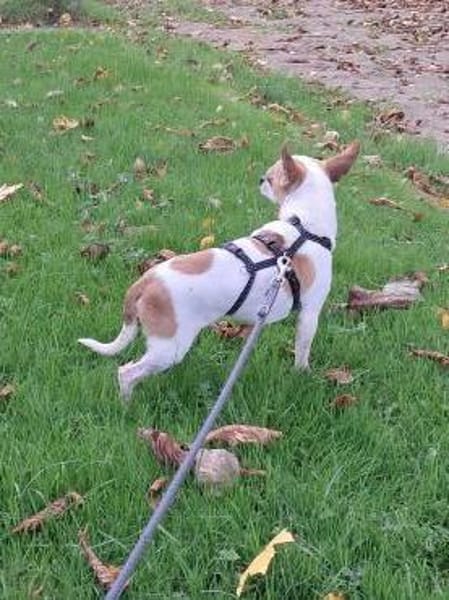 Töltö, aktiver & anhänglicher Chihuahua