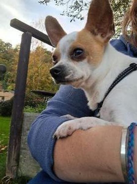 Töltö, aktiver & anhänglicher Chihuahua