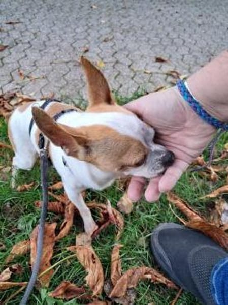 Töltö, aktiver & anhänglicher Chihuahua