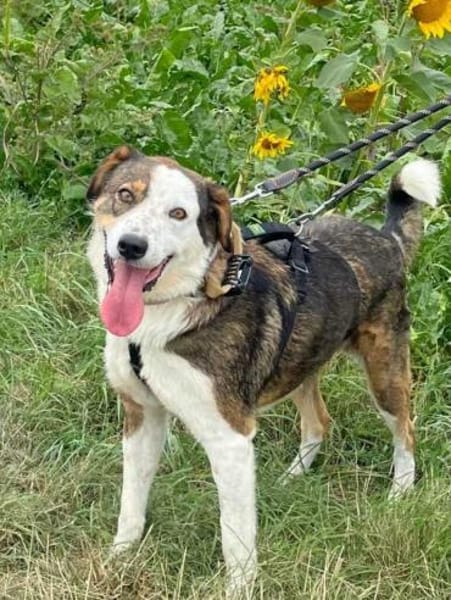 OTTO sucht Geborgenheit 🍀