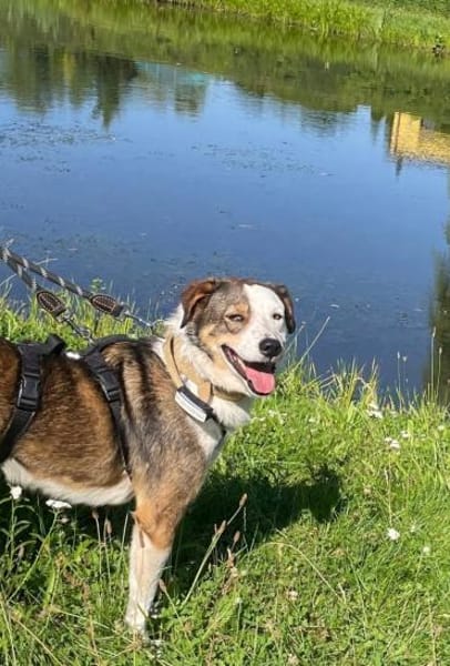 OTTO sucht Geborgenheit 🍀