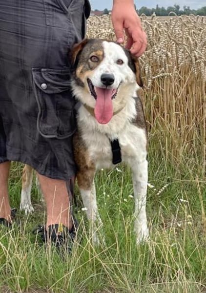 OTTO sucht Geborgenheit 🍀