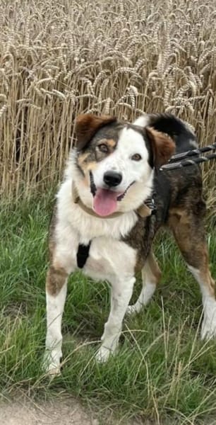 OTTO sucht Geborgenheit 🍀