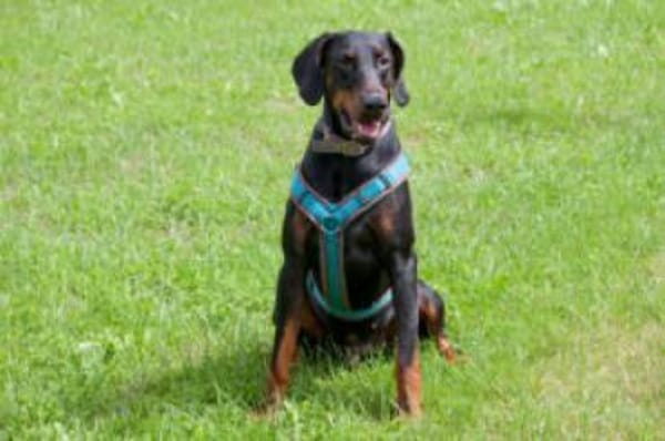 TULIO - verträglicher Prachtkerl