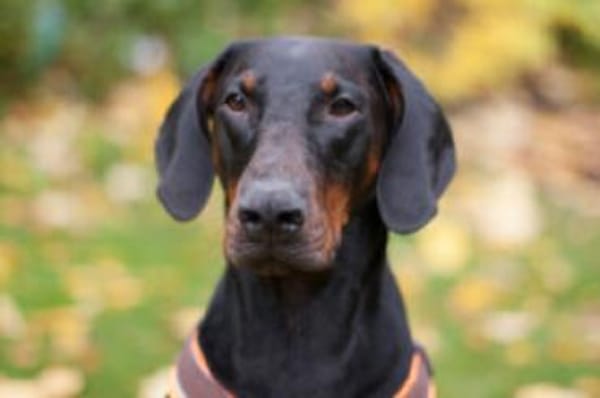 TULIO - verträglicher Prachtkerl