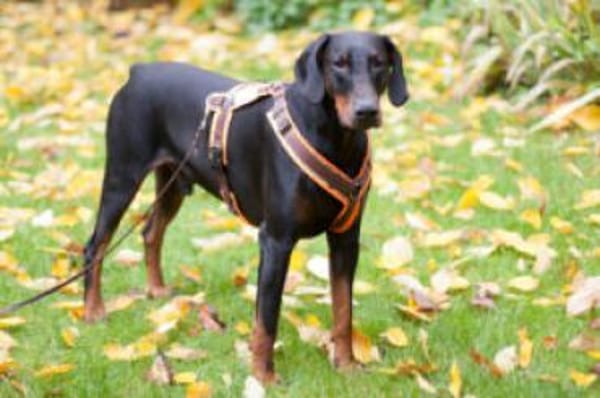 TULIO - verträglicher Prachtkerl