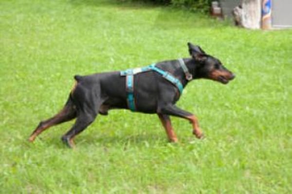 TULIO - verträglicher Prachtkerl