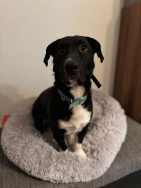 Sam sucht eine neue Familie