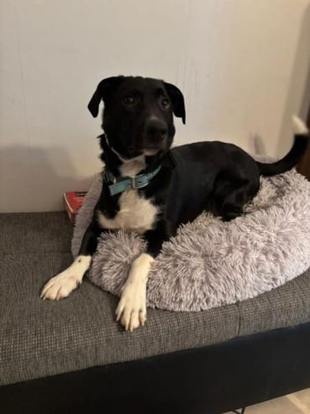 Sam sucht eine neue Familie