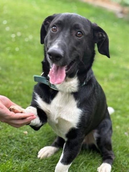 Sam sucht eine neue Familie