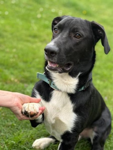 Sam sucht eine neue Familie