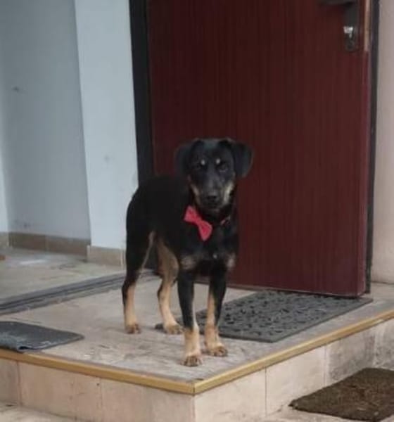 Velcro, Junghund sucht Zuhause