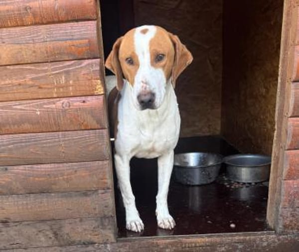 Hugo - sanfter Junghund sucht Zuhause