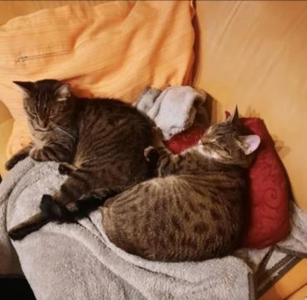 Balu & Baghira Superschmusige Brüder