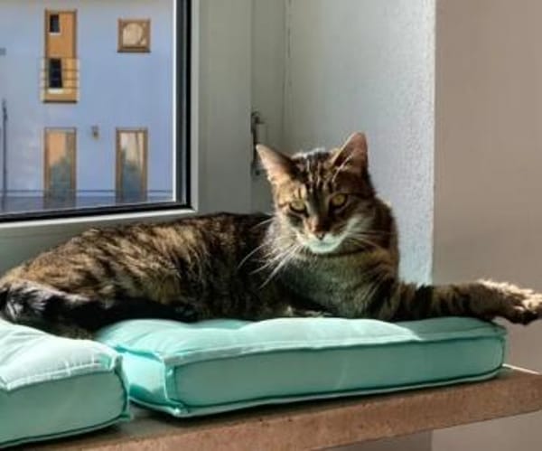 Balu & Baghira Superschmusige Brüder