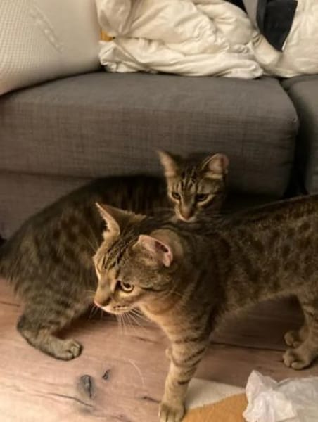 Balu & Baghira Superschmusige Brüder