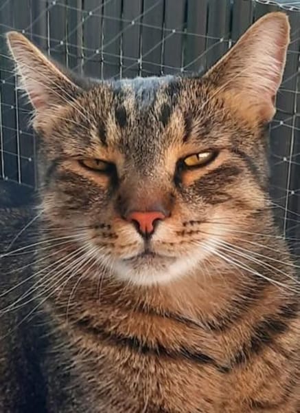 Balu & Baghira Superschmusige Brüder