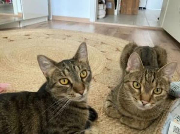 Balu & Baghira Superschmusige Brüder