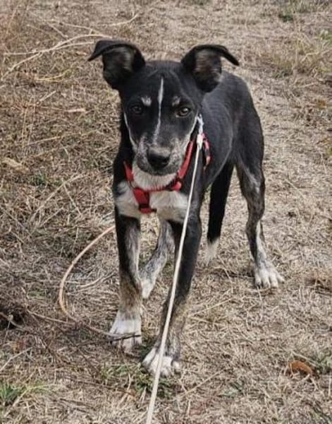 Bobbi, ruhiger Hund sucht neues Zuhause