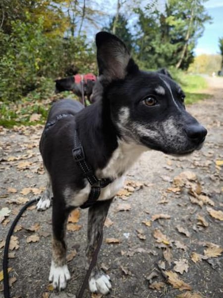 Bobbi, ruhiger Hund sucht neues Zuhause