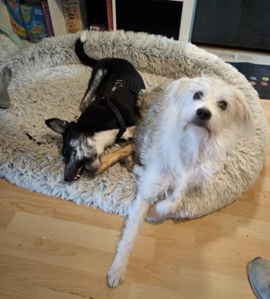 Bobbi, ruhiger Hund sucht neues Zuhause