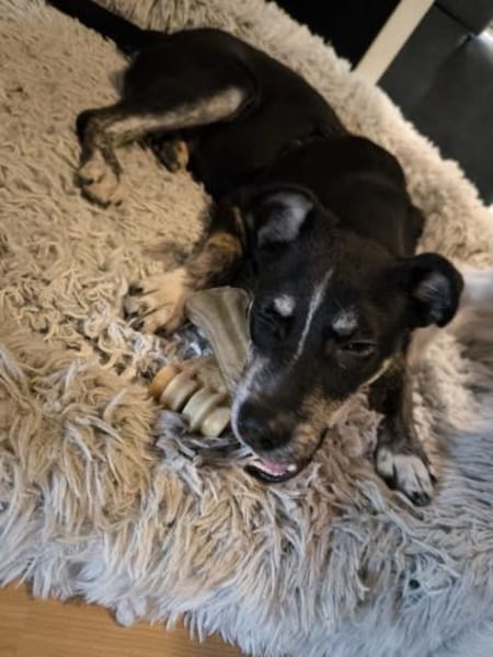 Bobbi, ruhiger Hund sucht neues Zuhause