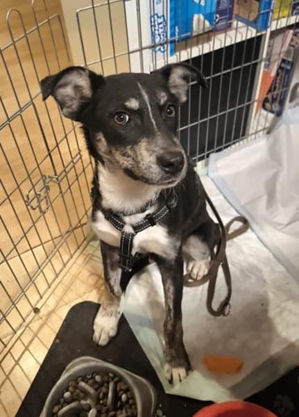 Bobbi, ruhiger Hund sucht neues Zuhause