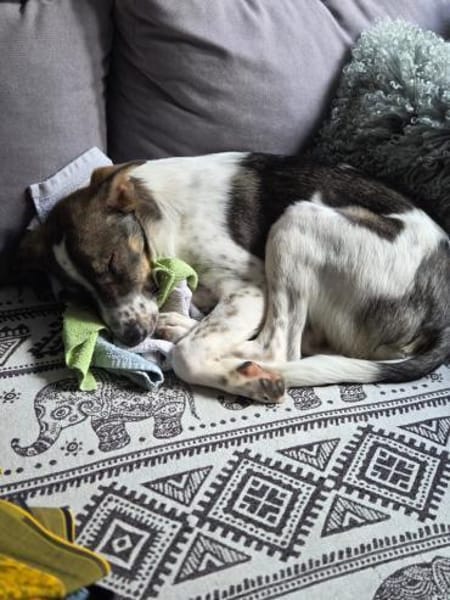 Kalle wartet in 97513 Michelau