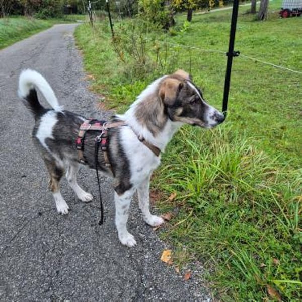 Kalle wartet in 97513 Michelau