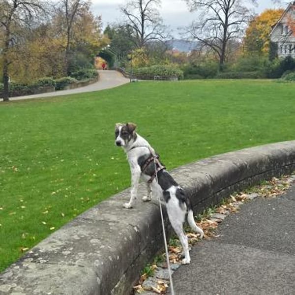 Kalle wartet in 97513 Michelau