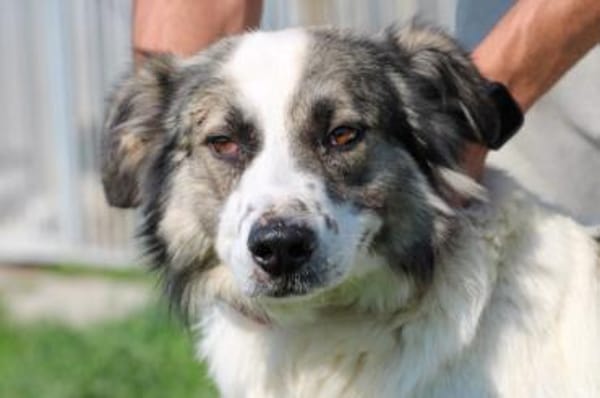 Turon - hübscher Wuschelrüde