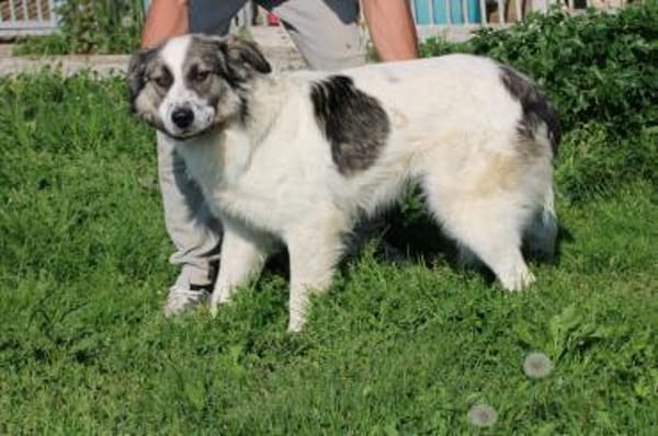 Turon - hübscher Wuschelrüde