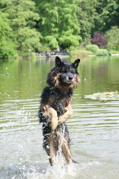 Verspielter Bruno sucht sein Zuhause