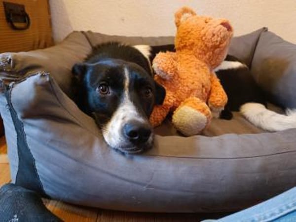 Skye sucht ein zu Hause