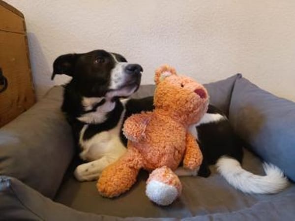 Skye sucht ein zu Hause