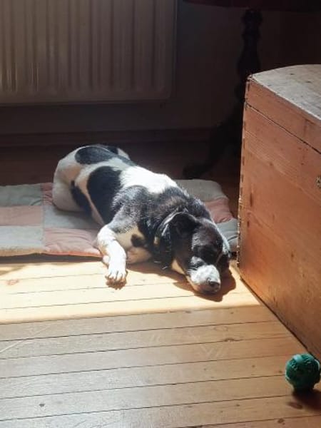 Skye sucht ein zu Hause