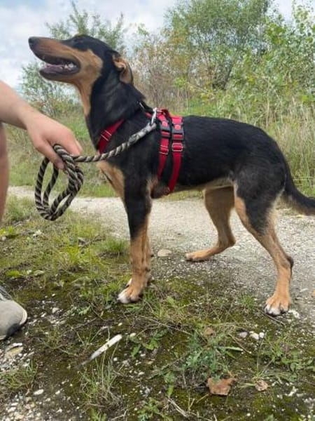 Kimi ❤ Schutzgebühr 500 Euro