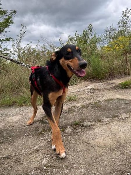 Kimi ❤ Schutzgebühr 500 Euro