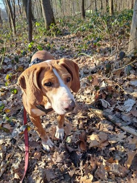 Blue sucht ihre Menschen ❤🐾❤