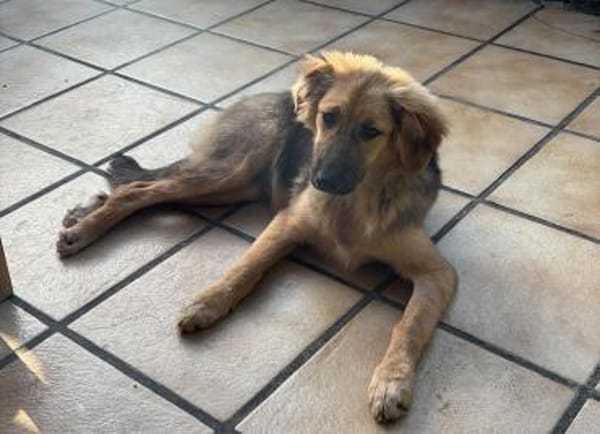 🐶💛 Claire sucht ein Zuhause 🐶💛